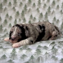 Jasper - Blue merle male Sheepadoodle puppy in Tahlequah, Oklahoma from Mulberry Ridge Doodles
