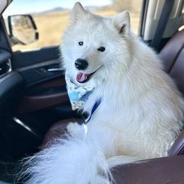 Samoyed All Grown Up from Marissa Wheeler