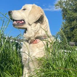 Goldendoodles and Golden Retrievers from Brooke Bradley