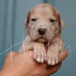 Lacey - Merle female Great Dane puppy in Denison, Texas from Hundeity Great Danes