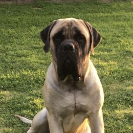 Aegon - Mastiff
