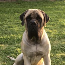 Aegon - Mastiff