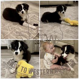 Moose - Black tri male Miniature Australian Shepherd puppy in Baker, Florida from East to Western Aussies
