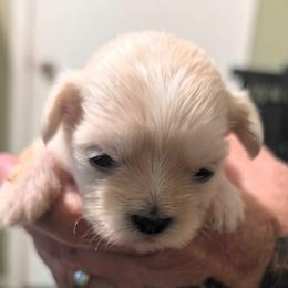 Johnny - Cream male Lhasa Apso puppy in Fort Worth, Texas from Cynthia's Lhasa Apsos