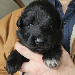 Oath (Dk Blue collar) - Black male German Shepherd puppy in Columbus, Indiana from Stony Lonesome GSD