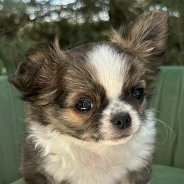 Earnie - Chocolate brindled fawn male Chihuahua puppy in Northboro, Iowa from So Sweet Chihuahuas