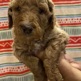 Zealand - Goldendoodle puppy in Los Angeles, California from Beach City Doodles