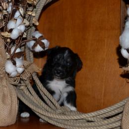 Raven - Black tri-color female Australian Shepherd puppy in Marshall, Texas from Flying S Aussies