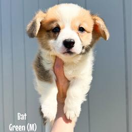 Green - Bat - Red male Pembroke Welsh Corgi puppy in Milan, Georgia from Williams’ Welsh Corgis LLC