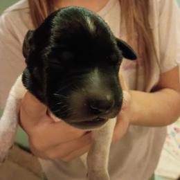 Spartan- Red - Black and white male German Shorthaired Pointer puppy in Riverdale, Michigan from Ninemire Farm