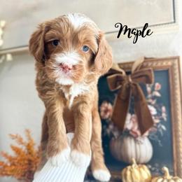 Maple - Caramel female Australian Labradoodle puppy in Palmdale, California from Heavenly Doodles