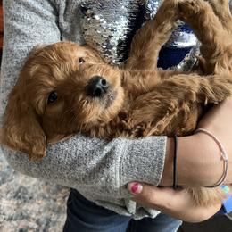 Goldendoodle Puppies from Doodifuldoods