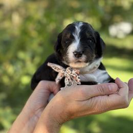 Liesl FURNISHED - Tri-color female Bernedoodle puppy in Bellville, Ohio from Bernedoodle Buddies