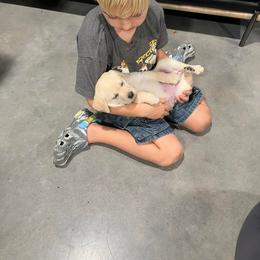 Labrador Retriever Puppies from Krys Ruth