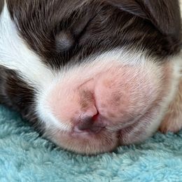 Orange Boy - Liver and white male English Springer Spaniel puppy in Cleburne, Texas from Powers English Springer Spaniels
