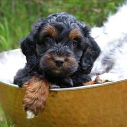 Peggy - Black tri-color female Aussiedoodle puppy in Missouri from Husky Hill Kennel