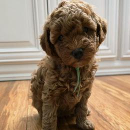 Green female - Red  female Goldendoodle puppy in Sparta, Tennessee from KC Country Kennels