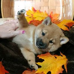 Maltese, Poodles, Shiba Inu, and Shih Tzus from Windmill Creek Puppies