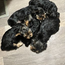 Yorkshire Terrier Puppies from Becky Harriman's Yorkshire Terriers