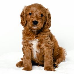Sperry - Red  male Goldendoodle puppy in Slc, Utah from Timp Doodles