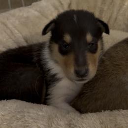 Stan - Black white and tan male Collie puppy in Nine Mile Falls, Washington from Glenelg Collies