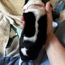 Basset Hound Puppies from Laura Lankford