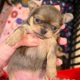 Angel - Blue female Chihuahua puppy in East Syracuse, New York from Blissful’s Chihuahuas