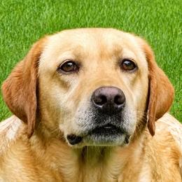 Mary Poppins - Labrador Retriever