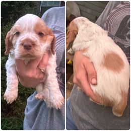 Eustace - Buff and white male Cocker Spaniel puppy in Adamsville, Tennessee from Jamie’s Sweet Spaniels