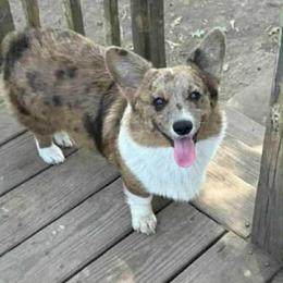 Nova - Cardigan Welsh Corgi