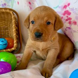 Yellow collar - Yellow female Labrador Retriever puppy in South Dakota from S&S Kennels LLC