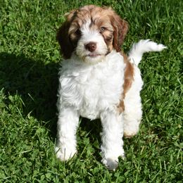 Australian Labradoodle Puppies from Frosty Hill Australian Labradoodles