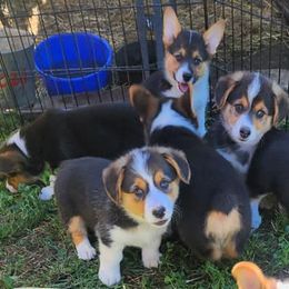 Pembroke Welsh Corgis from Gemmrig Farm