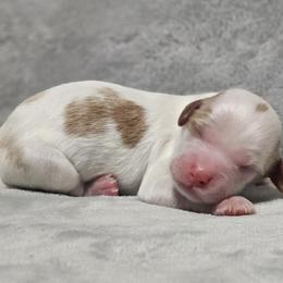 Arctic - White male Cavapoo puppy in Mocksville, North Carolina from Hunting Creek Farm & Kennel