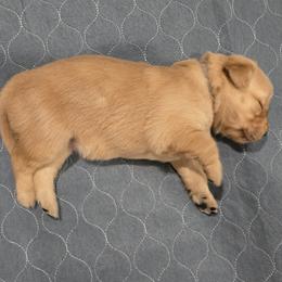 Gray Collar - Golden female Golden Retriever puppy in El Dorado Hills, California from Asperheim Golden Retriever Puppies