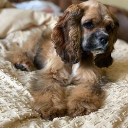 Bella - Cocker Spaniel