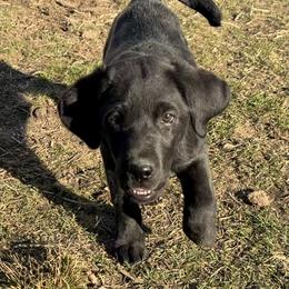 Midnight Falling Leaf - Black female Labrador Retriever puppy in Baldwin City, Kansas from Hedge Lane Labradors