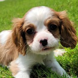 Cavalier King Charles Spaniels from Rose Paws LLC