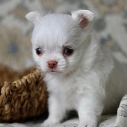 Mochi - White male Chihuahua puppy in Beaumont, Texas from Down south pups