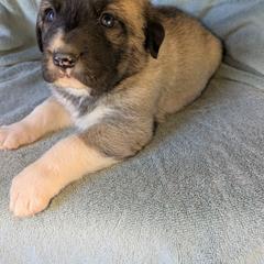 Boy 2 - male Anatolian Pyrenees puppy in Marysville, Ohio from Brotherton Family Farms