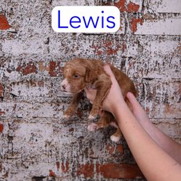 Lewis - Red  male Goldendoodle puppy in Calhoun, Georgia from Happy Top Doodles