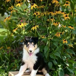 Belle - Black white and tan female Collie puppy in Chilhowie, Virginia from Jolly Collies & Kingdom Elite Yorkshire Terriers