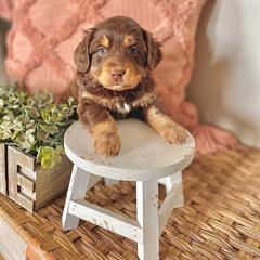 Rosie - female Australian Mountain Doodle puppy in Randolph, Utah from Dry Canyon Pups