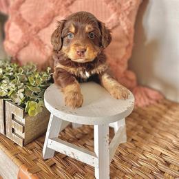 Rosie - female Australian Mountain Doodle puppy in Randolph, Utah from Dry Canyon Pups