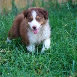 Glory (Orange) - Red tri-color female Australian Shepherd puppy in Navasota, Texas from Triple MMM Kennel