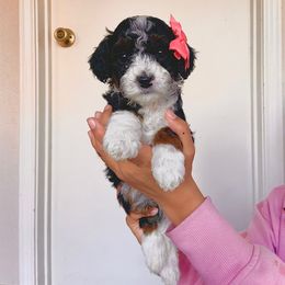 Cupid - Aussiedoodle puppy from Lollipups Mini Aussiedoodles