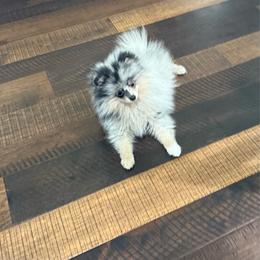 Halle - Blue merle female Pomeranian puppy in Lyons, Georgia from Its a Poms Life Kennel
