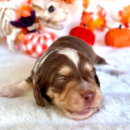 Mousse(2800Akc pet) - Chocolate and cream male Dachshund puppy in Augusta, Arkansas from Savvy-Dee's Dachshunds
