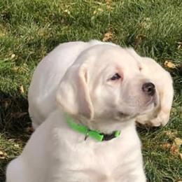 Labrador Retriever Puppies from AKC Arcadia Labs