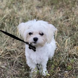 Maltese from Anastasiya's Maltese Pups